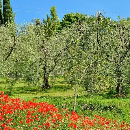 Little Olive Grove At Casa Mimosa *